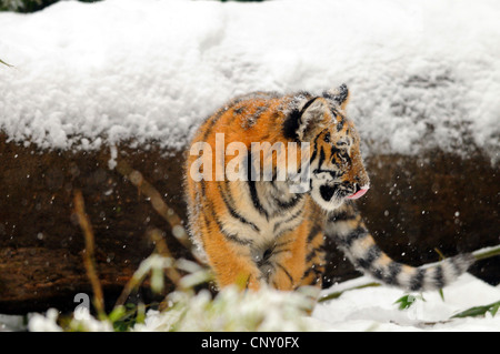 Tigre Siberiana, Amurian tiger (Panthera tigris altaica), cucciolo nella neve Foto Stock