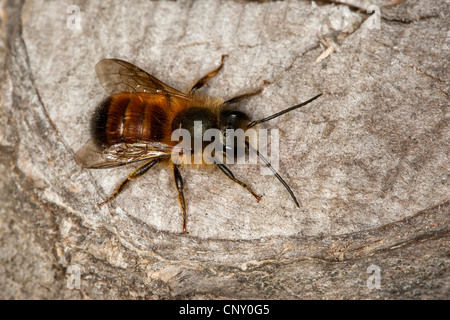 Red mason bee (Osmia rufa, la Osmia simum), maschio, Germania Foto Stock