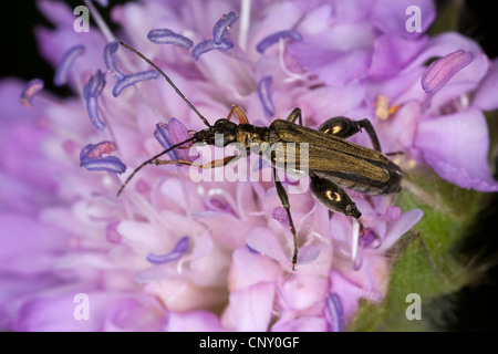 Il polline-alimentando Beetle (Oedemera flavipes), seduto su un fiori viola, Germania Foto Stock