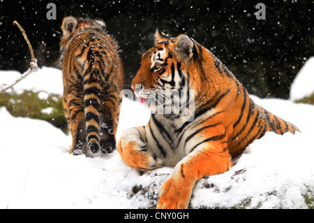 Tigre Siberiana, Amurian tiger (Panthera tigris altaica), con il pup in inverno Foto Stock