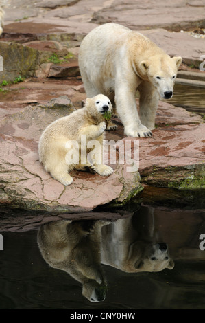 Orso polare (Ursus maritimus), madre con il pup in uno zoo Foto Stock