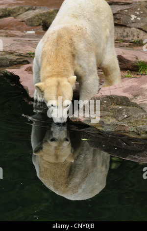Orso polare (Ursus maritimus), pup in uno zoo Foto Stock