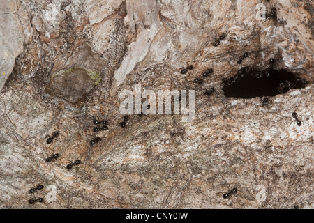 Jet ant, splendente jet black ant (Lasius fuliginosus), all'ingresso della loro nido in un ceduto tronco di albero, Germania Foto Stock