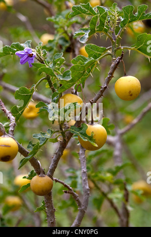 Devil's Apple, Apple di Sodoma (Solanum sodomaeum, Solanum linnaeanum), la fioritura e la fruttificazione Foto Stock