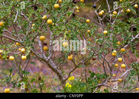 Devil's Apple, Apple di Sodoma (Solanum sodomaeum, Solanum linnaeanum), la fruttificazione Foto Stock