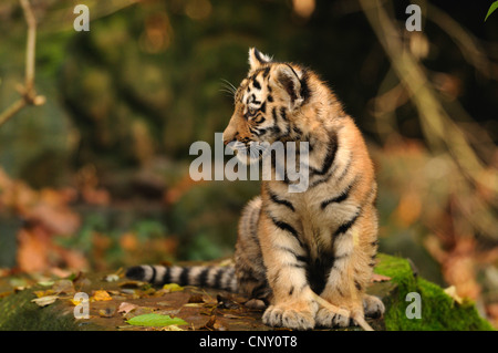 Tigre Siberiana, Amurian tiger (Panthera tigris altaica), pup seduto su una roccia guardando intorno Foto Stock