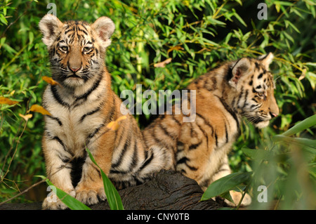 Tigre Siberiana, Amurian tiger (Panthera tigris altaica), due cuccioli in un albero dello SNAG Foto Stock