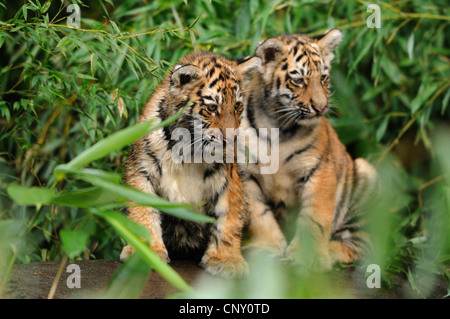 Tigre Siberiana, Amurian tiger (Panthera tigris altaica), due cuccioli in un albero dello SNAG Foto Stock