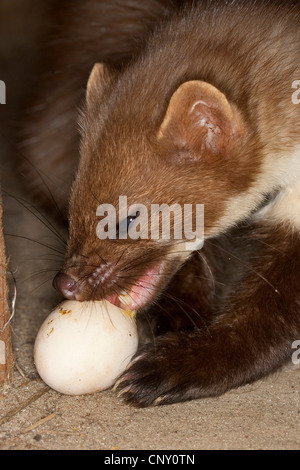 Faina, faina (Martes foina), alimentazione su un henn uovo, Germania Foto Stock