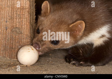 Faina, faina (Martes foina), ladro di uova Foto Stock