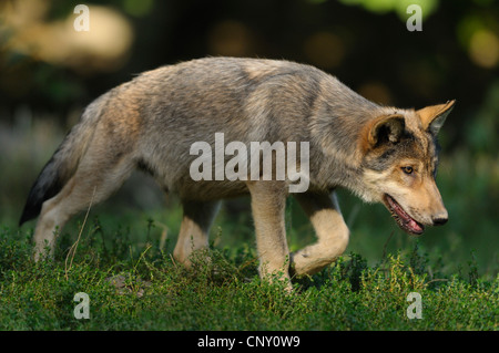 Legname lupo (Canis lupus lycaon), giovane lupo camminare su una radura, NON DISPONIBILE PER LA CACCIA DI ARGOMENTI, in Germania, in Baviera Foto Stock