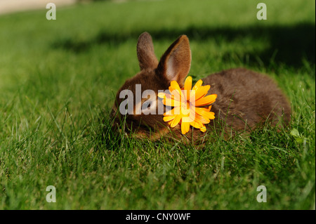 Netherland Dwarf (oryctolagus cuniculus f. domestica), bunny con fiore alla sua testa, Germania Foto Stock