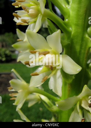 Fiore di ananas, Ananas Lily, Vino Eucomis (Eucomis comosa), fiore Foto Stock