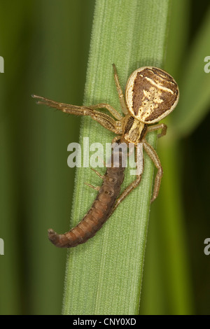 Swamp ragno granchio (Xysticus ulmi), femmina con la preda, Germania Foto Stock