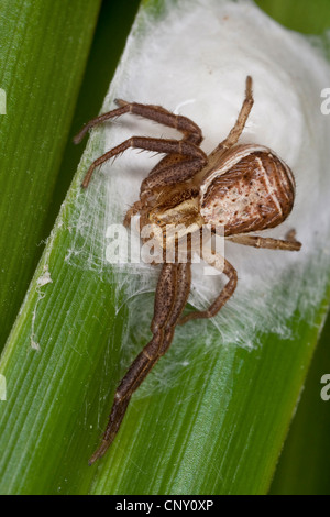Swamp ragno granchio (Xysticus ulmi), femmina sul suo coccon, Germania Foto Stock