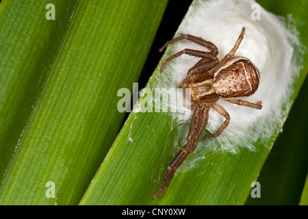 Swamp ragno granchio (Xysticus ulmi), femmina sul suo coccon, Germania Foto Stock