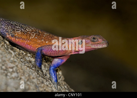 A testa piatta rock AGAMA SA (AGAMA mwanzae), maschio dominante, Tanzania Serengeti NP, Mwanza Foto Stock