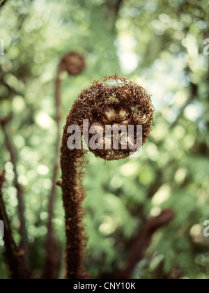 La nuova crescita: tree fern frond. Foto Stock