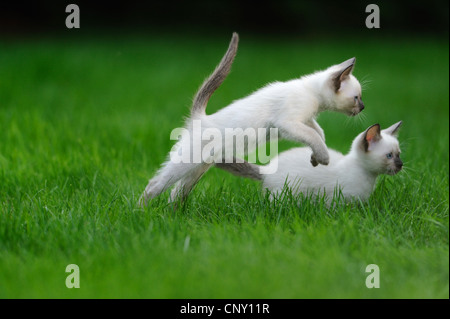 , Siamese gatto siamese gatto (Felis silvestris f. catus), due capretti Siam Punto di tenuta gatti in un prato, Germania Foto Stock