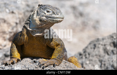 Terra Galapagos iguana (Conolophus subcristatus), seduti sulle rocce, Ecuador Isole Galapagos, Sud Plaza Foto Stock