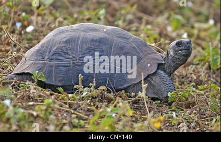 Darwin la tartaruga gigante (Chelonoidis nigra microphyes, Testudo elephantopus microphyes, Geochelone elephantopus microphyes, Chelonoides elephantopus microphyes), questo è piuttosto un piccolo campione, Ecuador Isole Galapagos, Isabela, Urvina Bay Foto Stock