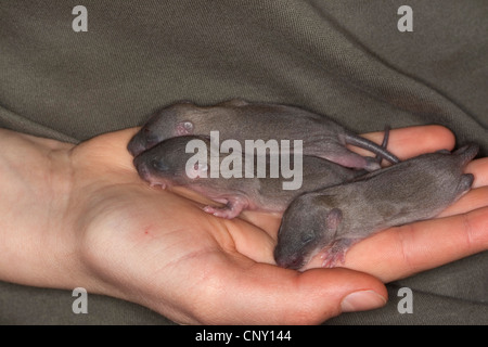 Brown rat, fru brown rat, Norvegia rat, comune di ratto (Rattus norvegicus), di orfani cuccioli in una mano di una ragazza, Germania Foto Stock