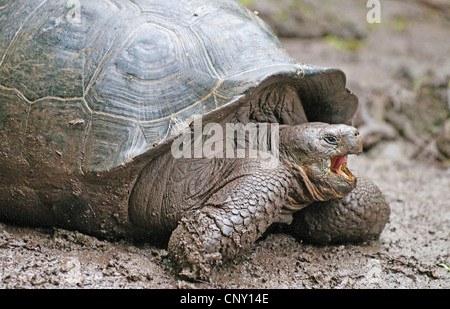 Le Galapagos La tartaruga gigante (Chelonodis nigra, Geochelone elephantopus, Geochelone nigra, Testudo elephantopus, Chelonoides elephantopus), ululano, Ecuador Isole Galapagos Foto Stock