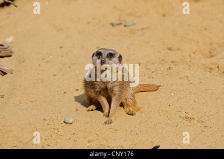 Suricate, sottile-tailed meerkat (Suricata suricatta), seduto a terra Foto Stock