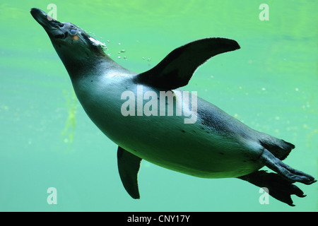 Pinguini Humboldt (Spheniscus Humboldti), subacquea Foto Stock