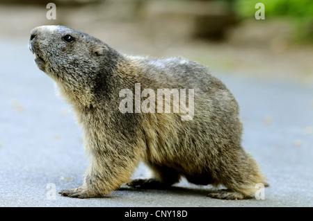 Alpine marmotta (Marmota marmota), seduta sul terreno, in Germania, in Baviera Foto Stock