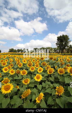 Campo di semi di girasole in India del Sud Foto Stock