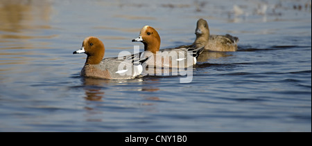 Wigeon europea (Anas penelope), al Lago Hornborga, Svezia Foto Stock