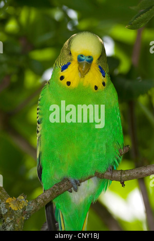 Budgerigar, budgie, parrocchetto (Melopsittacus undulatus), seduto su un ramo Foto Stock