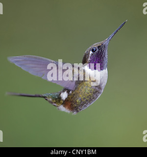 Purple-throated Woodstar (Calliphlox mitchellii), maschio, Ecuador, Mindo Foto Stock