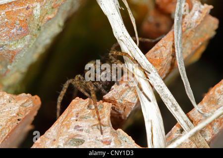 Spotted wolf spider, Massa spider (Pardosa amentata), di fronte al suo nascondiglio, Germania Foto Stock