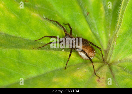 Spotted Wolf spider (cfr. Pardosa amentata), femmina che trasportano coccon, Germania Foto Stock