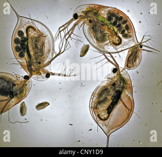 Acqua delle pulci, Daphnea sp., dal sud-ovest della Norvegia Norvegia Foto Stock