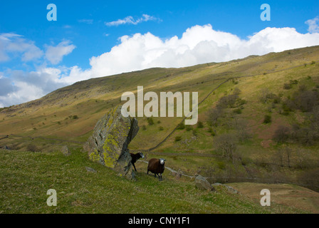 Scandale è caduto - e Herdwick ovini - vicino a Ambleside, Parco Nazionale del Distretto dei Laghi, Cumbria, England Regno Unito Foto Stock