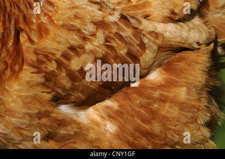 Galli e galline (Gallus gallus f. domestica), ripresa macro di un'ala, in Germania, in Baviera Foto Stock