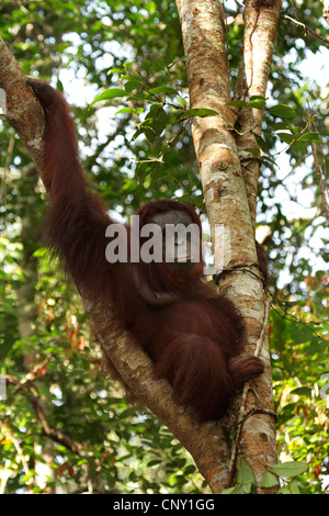 Orango, orangutan, orang-outang (Pongo pygmaeus), seduti in un albero, Malaysia Sarawak, Semenggoh riserva faunistica Foto Stock