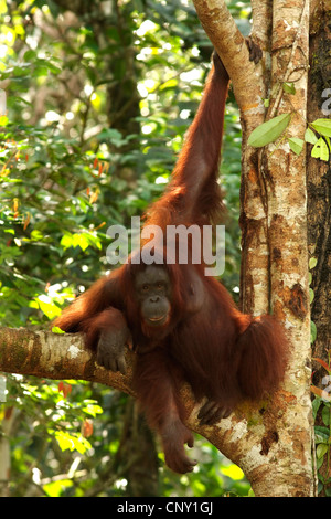 Orango, orangutan, orang-outang (Pongo pygmaeus), seduti in un albero, Malaysia Sarawak, Semenggoh riserva faunistica Foto Stock