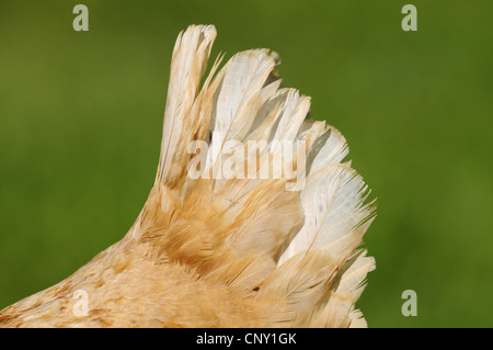 Galli e galline (Gallus gallus f. domestica), macro colpo di coda ali, in Germania, in Baviera Foto Stock