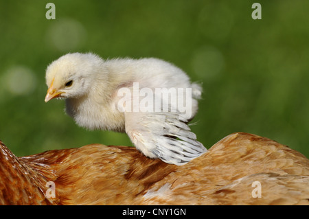 Galli e galline (Gallus gallus f. domestica), chick sul retro della sua madre, in Germania, in Baviera Foto Stock