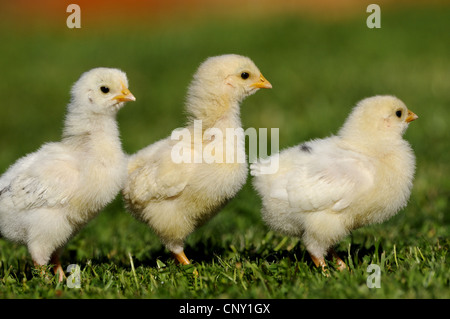 Galli e galline (Gallus gallus f. domestica), tre pulcini in un prato, Germania Foto Stock