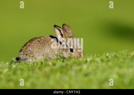 Il coniglio domestico (oryctolagus cuniculus f. domestica), bunny in un prato alimentazione su erba, Germania Foto Stock