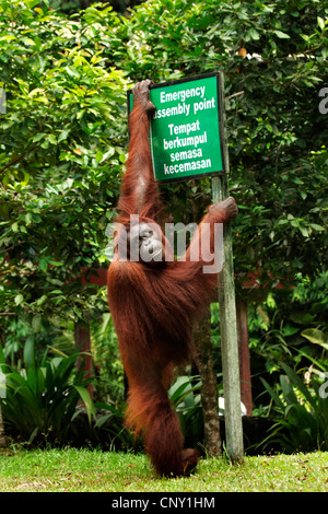 Orango, orangutan, orang-outang (Pongo pygmaeus), in corrispondenza di un segnale di informazione, Malaysia Sarawak, Semenggoh riserva faunistica Foto Stock