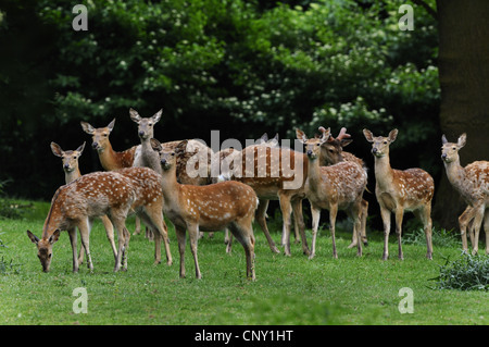 Sika cervo (Cervus nippon), gruppo su una radura Foto Stock