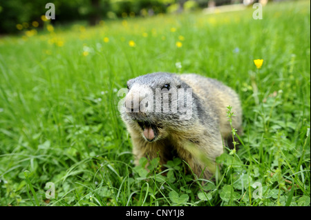 Alpine marmotta (Marmota marmota), seduti in un prato con bocca aperta, in Germania, in Baviera Foto Stock