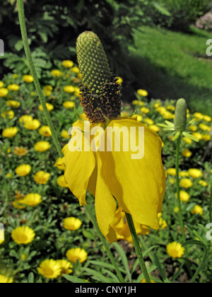 Montante Prairie Coneflower, Mexican Hat (Ratibida columnifera), fioritura Foto Stock