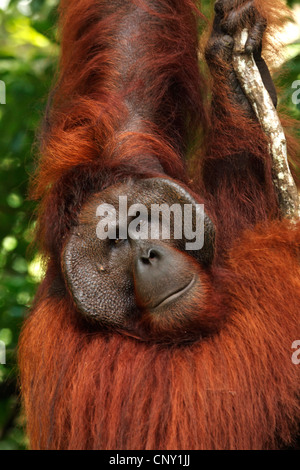 Orango, orangutan, orang-outang (Pongo pygmaeus), ritratto del maschio, Malaysia, Sarawak, Semenggoh riserva faunistica Foto Stock